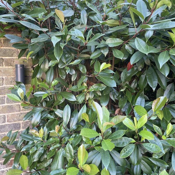Bay leaf