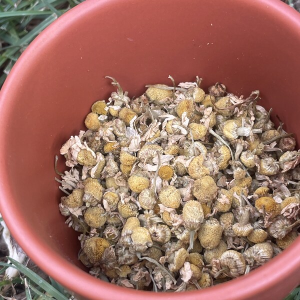 Chamomile