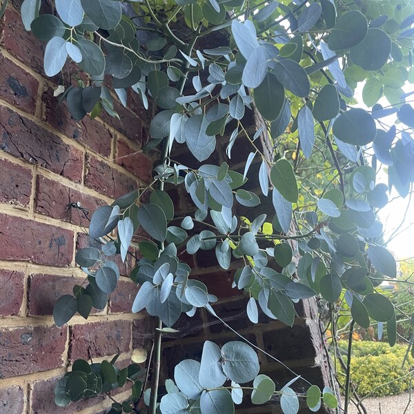 Eucalyptus