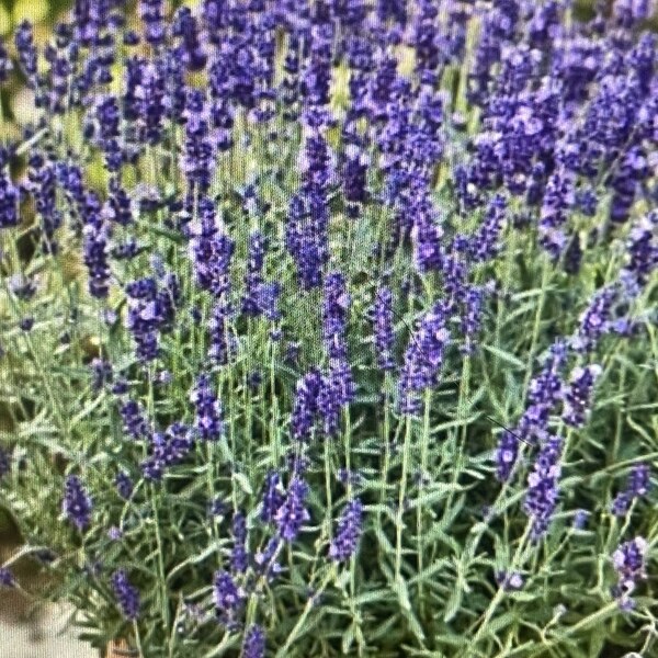 Lavender