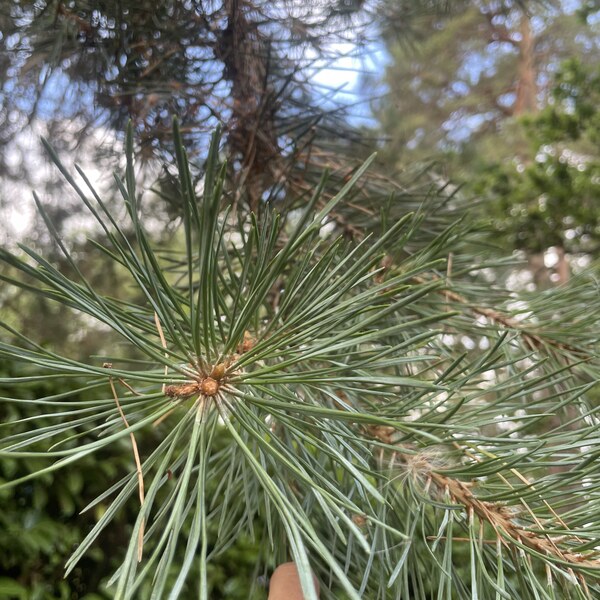 Pine